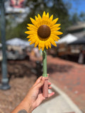 Sunflower Tap to Pay